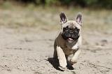 BOULEDOGUE FRANCAIS 138
